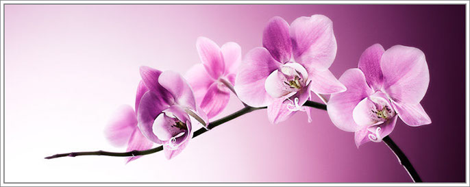 © Indots: Orchidee tak